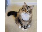 Adopt Beckett a Brown or Chocolate Domestic Longhair / Domestic Shorthair /