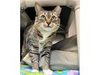 Adopt Kelly a Domestic Shorthair / Mixed (short coat) cat in POMONA