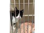 Adopt Amari a Black & White or Tuxedo Domestic Shorthair (short coat) cat in