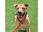 Adopt Meeka a Black German Shepherd Dog / Mixed dog in Atlanta, GA (41105838)