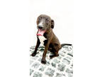 Adopt 84335 Rolo a Black Labrador Retriever / American Pit Bull Terrier / Mixed