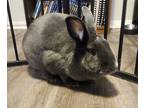 Adopt Jimbina a Other/Unknown / Mixed rabbit in Lexington, KY (39141174)