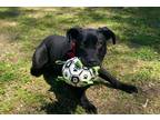 Adopt Louie a Black Labrador Retriever / Mixed Breed (Medium) / Mixed dog in