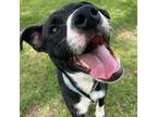 Adopt Figaro a Black Terrier (Unknown Type, Medium) / Mixed Breed (Medium) /