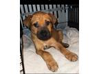 Adopt Chase a Red/Golden/Orange/Chestnut Labrador Retriever / Mixed dog in