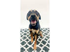 Adopt 84104 Leso a Black Mixed Breed (Large) / Mixed dog in Spanish Fork