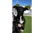 Adopt Tres a Black Mixed Breed (Medium) / Mixed Breed (Medium) / Mixed (short