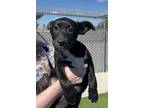 Adopt Cinco a Black Mixed Breed (Medium) / Mixed dog in Fresno, CA (40855365)