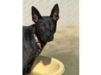 Adopt Bobble a Black Shepherd (Unknown Type) / Mixed dog in Fresno