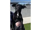 Adopt Cuatro a Black Mixed Breed (Medium) / Mixed dog in Fresno, CA (40855367)