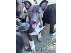 Adopt Birdie a Black German Shepherd Dog / Mixed dog in Fresno, CA (40845866)