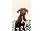 Adopt 84094 Fancy a Brown/Chocolate Labrador Retriever / Pointer / Mixed (short