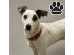 Adopt Bam Bam a White Mixed Breed (Large) / Mixed dog in Tangent, OR (41026603)