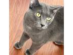 Adopt Taro a Gray or Blue (Mostly) Domestic Shorthair (short coat) cat in