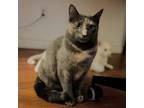 Adopt Dora a Tortoiseshell Domestic Shorthair (short coat) cat in Toronto