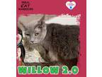 Adopt Willow 2.0 a Domestic Shorthair / Mixed (short coat) cat in Kingman