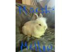 Adopt Marshmallow a Dwarf / Mixed (short coat) rabbit in POMONA, NY (41088357)