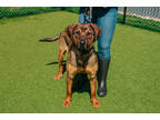 Adopt Totino a Brown/Chocolate Mixed Breed (Large) / Mixed dog in New Castle