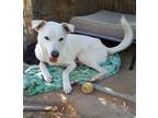 Adopt Harry Pawter of the Hogwarts family a White Jindo / Mixed dog in Apple