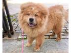 Adopt Ziggy a Brown/Chocolate Chow Chow / Mixed dog in Brooklyn, NY (40996121)