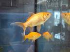 Adopt Tangelo a Orange Fish / Mixed (short coat) rabbit in Gwinn, MI (41116373)