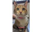 Adopt Baguette a Orange or Red Domestic Shorthair / Mixed Breed (Medium) / Mixed