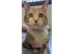 Adopt Baguette a Orange or Red Domestic Shorthair / Domestic Shorthair / Mixed