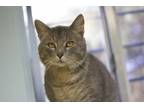 Adopt Clay a Gray or Blue Domestic Shorthair / Domestic Shorthair / Mixed cat in