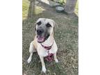 Adopt Molly a Tan/Yellow/Fawn Mixed Breed (Large) / Mixed dog in Dallas