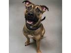 Adopt Stanley a Tan/Yellow/Fawn American Pit Bull Terrier / Shepherd (Unknown