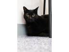 Adopt Guy a All Black Domestic Shorthair / Domestic Shorthair / Mixed cat in