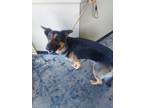 Adopt Boomer a Black German Shepherd Dog / Mixed dog in BURIEN, WA (41115872)