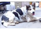 Adopt Pepper a Merle Australian Cattle Dog / Mixed dog in Silver City