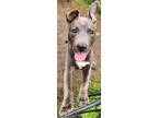 Adopt Brandon a Gray/Blue/Silver/Salt & Pepper Australian Kelpie / Mixed dog in