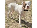 Adopt Bo a White American Pit Bull Terrier / Labrador Retriever / Mixed (short