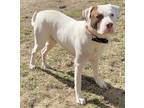 Adopt Bo a White American Pit Bull Terrier / Labrador Retriever / Mixed dog in