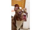Adopt Coco Bean a Brown/Chocolate - with White Pit Bull Terrier / Mixed dog in