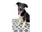 Adopt 84261 Atlas a Black German Shepherd Dog / Mixed Breed (Medium) / Mixed