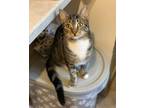 Adopt Jelly Bean a Domestic Shorthair / Mixed (short coat) cat in Freeport