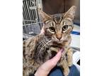 Adopt Isiah a Brown Tabby Domestic Shorthair (short coat) cat in Linton