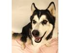 Adopt 84162 Diesel a Black Alaskan Malamute / Mixed dog in Spanish Fork