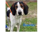 Adopt ROOSTER a Tricolor (Tan/Brown & Black & White) Treeing Walker Coonhound /