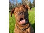 Adopt Sanderson a Red/Golden/Orange/Chestnut Mastiff / Mixed dog in Red Bluff