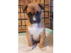 Adopt Otie a Boxer / Shepherd (Unknown Type) / Mixed dog in El Dorado