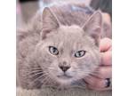 Adopt Diaval a Gray, Blue or Silver Tabby Domestic Shorthair / Mixed Breed