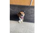 Adopt Ladle a Black Beagle / Mixed Breed (Medium) / Mixed (short coat) dog in