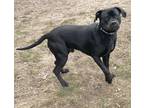 Adopt Diego a Black American Pit Bull Terrier / Boxer / Mixed dog in Lincoln