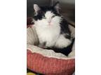 Adopt Pudding a All Black Domestic Longhair / Domestic Shorthair / Mixed cat in