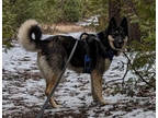 Adopt Apollo a Tan/Yellow/Fawn German Shepherd Dog / Alaskan Klee Kai / Mixed