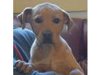 Adopt Rusty a Brown/Chocolate Mixed Breed (Medium) / Mixed dog in Madison